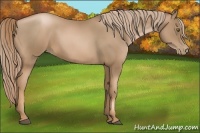 Horse Color:Liver Chestnut Pearl 