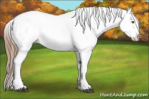 Horse Color:Bay Pearl Appaloosa 