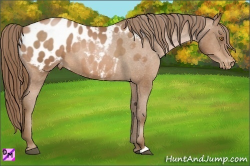 Horse Color:Bay Pearl Appaloosa 