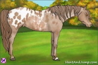 Horse Color:Bay Pearl Appaloosa 