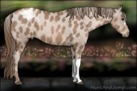 Horse Color:Black Pearl Appaloosa