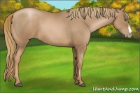 Horse Color:Liver Chestnut Pearl