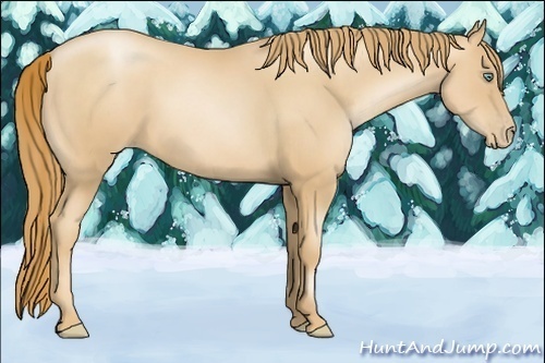 Horse Color:Gold Champagne Pearl 