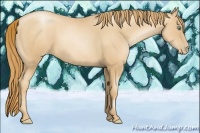 Horse Color:Gold Champagne Pearl 