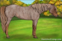 Horse Color:Red Roan 