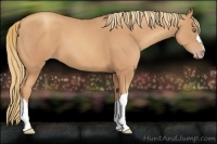 Horse Color:Gold Champagne 