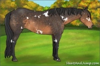 Horse Color:White Spotted Buckskin