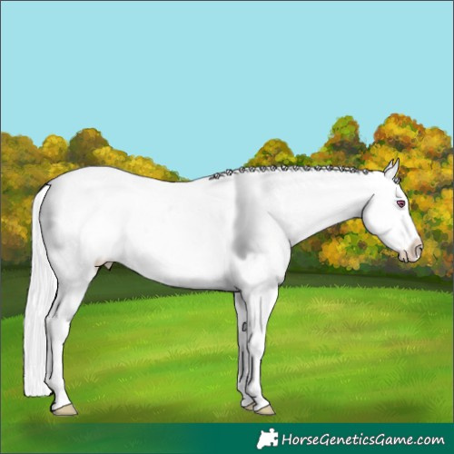 Horse Color:Silver Sable Champagne Chinchilla Onyx Sabino Splash Appaloosa  and Silver Sable Champagne Chinchilla Onyx Sabino Splash Appaloosa 
