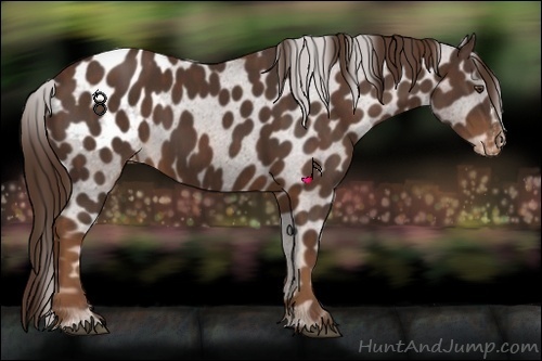 Horse Color:Liver Chestnut Sabino Splash Appaloosa  Brindle