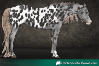 Horse Color:Liver Chestnut Sabino Splash Appaloosa Brindle