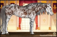 Horse Color:Bay Sabino Splash Appaloosa and Bay Sabino Splash Appaloosa