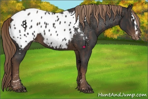 Horse Color:Liver Chestnut Sabino Splash Appaloosa Brindle