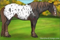 Horse Color:Liver Chestnut Sabino Splash Appaloosa  Brindle