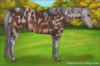 Horse Color:Brown Sabino Splash Varnish Brindle