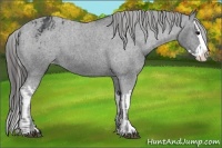 Horse Color:Black Sabino Splash Appaloosa and Black Sabino Splash Appaloosa