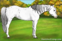Horse Color:Black Sabino Splash Near Leopard  and Black Sabino Splash Near Leopard 