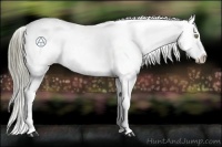 Horse Color:Liver Chestnut Appaloosa  and Liver Chestnut Appaloosa 