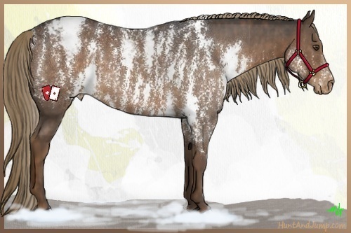 Horse Color:Liver Chestnut Sabino Splash Varnish Brindle