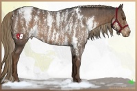Horse Color:Liver Chestnut Sabino Splash Appaloosa  Brindle
