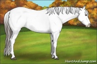 Horse Color:Liver Chestnut Sabino Splash Appaloosa Brindle