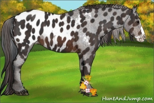 Horse Color:Brown Sabino Splash Appaloosa Brindle