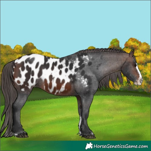 Horse Color:Brown Sabino Splash Appaloosa Brindle