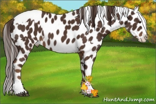 Horse Color:Liver Chestnut Sabino Splash Blanket and Liver Chestnut Sabino Splash Blanket
