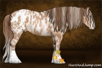 Horse Color:Bay Pearl Sabino Splash Appaloosa  and Bay Pearl Sabino Splash Appaloosa 