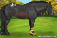 Horse Color:Brown Sabino Splash Varnish  Brindle