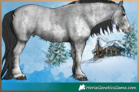 Horse Color:Blue Ice Roan Sabino and Blue Ice Roan Sabino