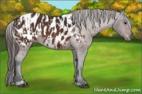 Horse Color:Bay Sabino Appaloosa and Bay Sabino Appaloosa