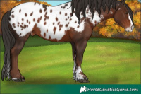 Horse Color:Liver Chestnut Sabino Splash Appaloosa  Brindle