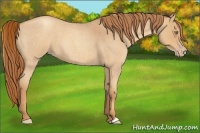 Horse Color:Gold Champagne Roan 