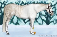 Horse Color:White Spotted Liver Chestnut Pearl Sabino Splash and White Spotted Liver Chestnut Pearl Sabino Splash