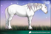 Horse Color:Nacre Silver Brown Chinchilla Onyx Sabino Appaloosa  and Nacre Silver Brown Chinchilla Onyx Sabino Appaloosa 