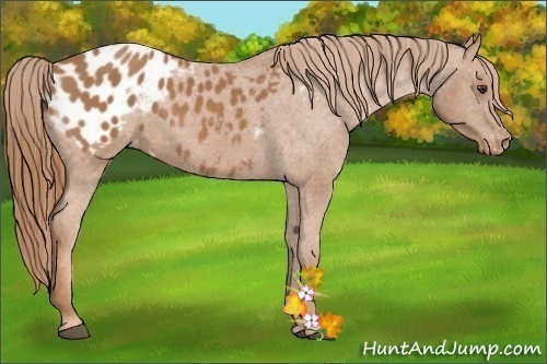Horse Color:Chestnut Appaloosa
