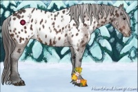 Horse Color:Bay Sabino Splash Appaloosa  Brindle