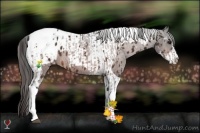 Horse Color:Bay Sabino Tobiano Appaloosa  and Bay Sabino Tobiano Appaloosa 