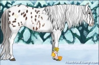 Horse Color:Bay Sabino Splash Appaloosa  and Bay Sabino Splash Appaloosa 