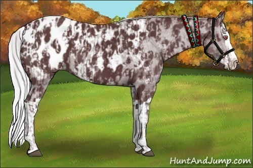 Horse Color:Chocolate Silver Black Chinchilla Sabino Splash Appaloosa  and Chocolate Silver Black Chinchilla Sabino Splash Appaloosa 