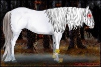 Horse Color:Bay Sabino Splash Appaloosa  and Bay Sabino Splash Appaloosa 