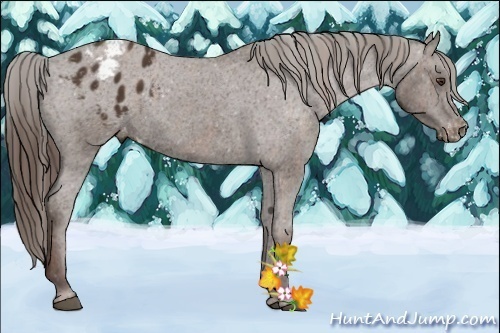 Horse Color:Liver Chestnut Sabino Splash Appaloosa  Brindle