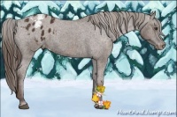 Horse Color:Liver Chestnut Sabino Splash Appaloosa Brindle