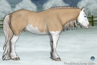 Horse Color:Palomino Roan Splash Rabicano 