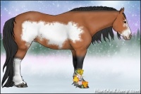 Horse Color:Bay Frame