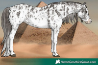 Horse Color:Liver Chestnut Sabino Splash Near Leopard  and Liver Chestnut Sabino Splash Near Leopard 