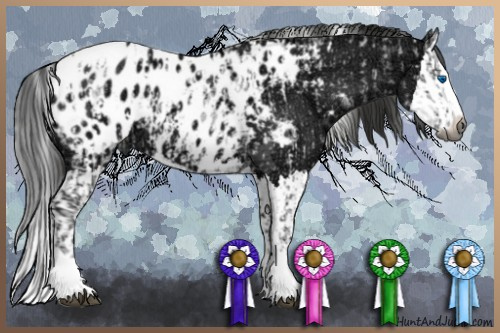 Horse Color:Gray Black Ice Sabino Splash Appaloosa  and Gray Black Ice Sabino Splash Appaloosa 