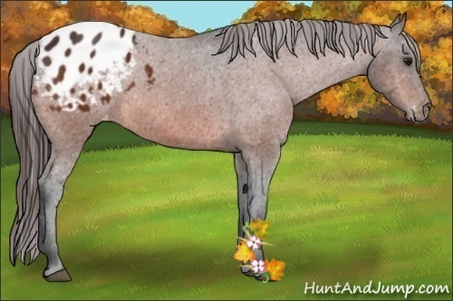 Horse Color:Bay Appaloosa 