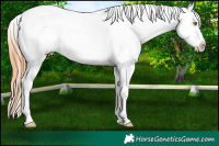 Horse Color:White Spotted Bay Roan Pearl Blanket Rabicano