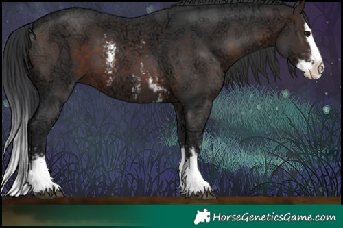 Horse Color:Brown Ice Sabino Splash and Brown Ice Sabino Splash